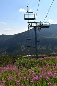 View of flowering plants and ski lift  on field against sky