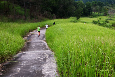 People walking on road amidst agricultural field