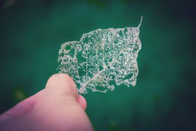 Close-up of hand holding dry leaf