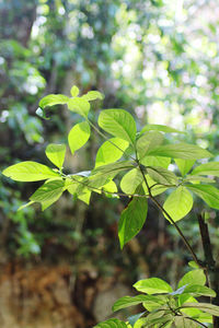 Close-up of fresh green leaves on tree