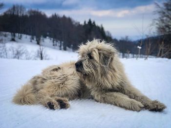 Dog relaxing on snow covered land