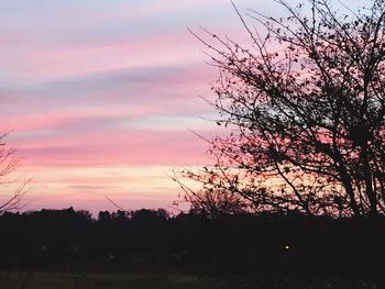 Silhouette of trees at sunset