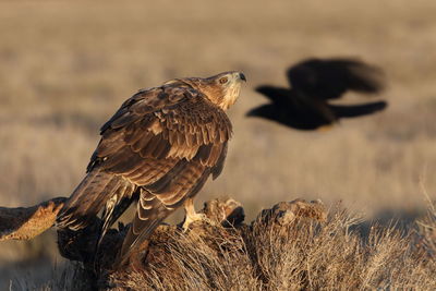 Close-up of bird perching on a field