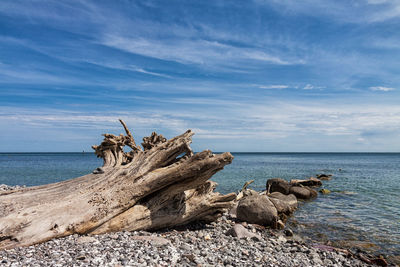 Dead tree on beach against sky