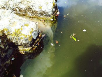 High angle view of fish swimming in lake