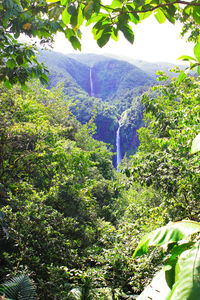 Scenic view of forest