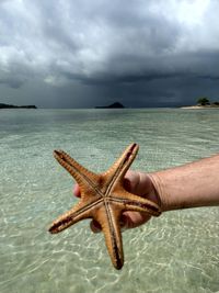 Person hand holding a sea