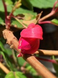 Close-up of pink rose blooming outdoors