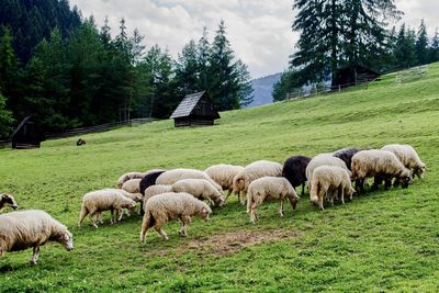 Sheep grazing in a field