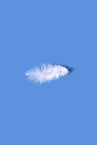 Close-up of dandelion against blue sky