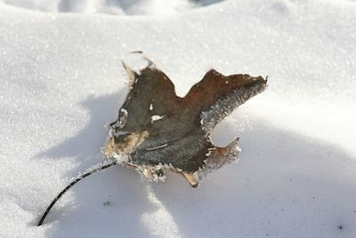 High angle view of frozen dry leaf on land