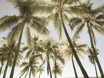 Low angle view of palm trees against sky