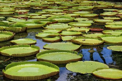 High angle view of lotus water lily