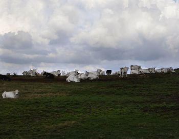 View of sheep on field against sky