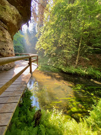 Trees by river in forest