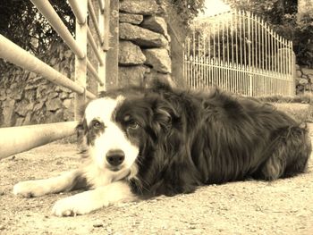 Dog lying on the ground