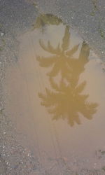 Reflection of tree in puddle