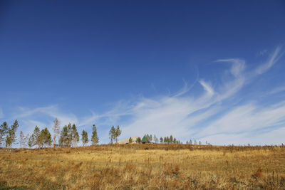 Beautiful golden prairie under the blue sky and white clouds