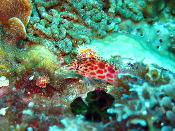 Fish swimming in sea