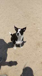 High angle view of dog on street