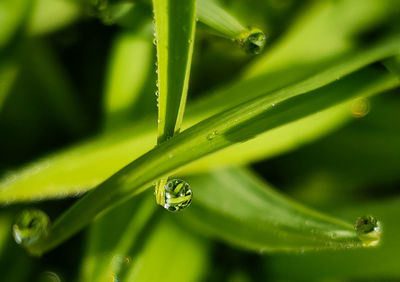 Close-up of water drops on leaf