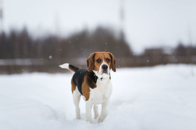 Portrait of dog standing in snow