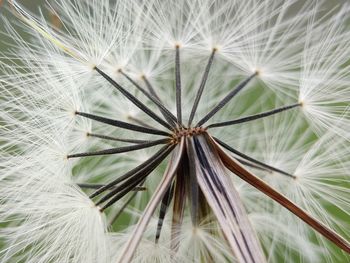 Close-up of dandelion against white wall
