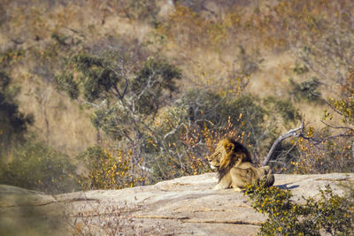 Lion looking away while sitting on land