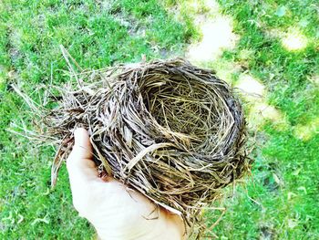 Close-up of grass in field