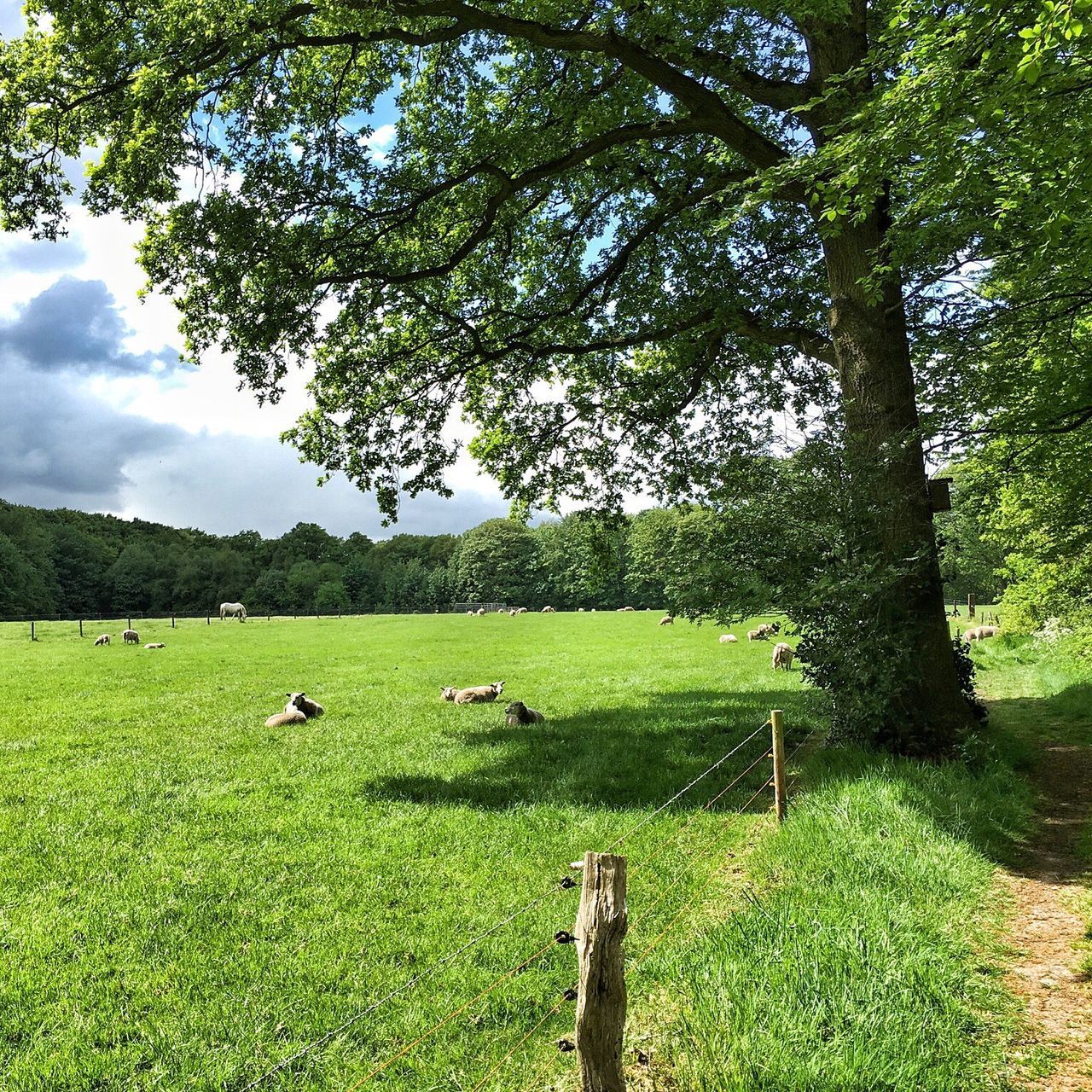 grass, green color, tree, tranquility, field, tranquil scene, sky, animal themes, grassy, landscape, nature, growth, beauty in nature, scenics, day, cloud - sky, branch, outdoors, green, no people