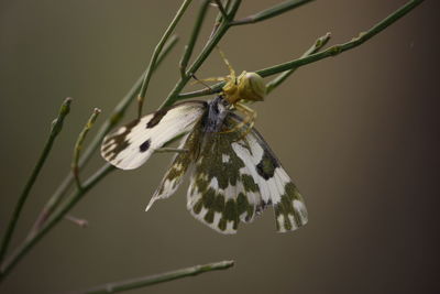 Close-up of butterfly perching on plant