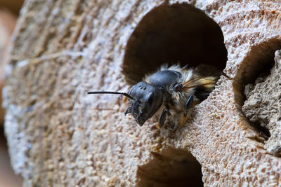 Close-up of insect in hole on wood