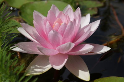 Close-up of pink lotus water lily