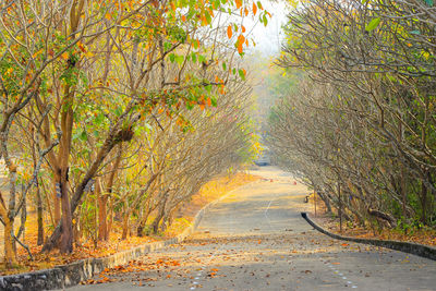 Road amidst trees in forest during autumn