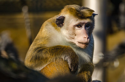 Close-up of monkey