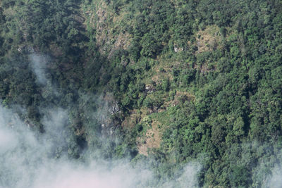 High angle view of trees in forest