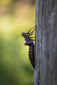 Close-up of insect on tree trunk