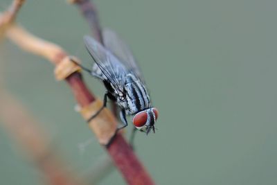 Close-up of housefly