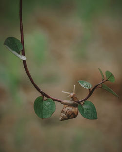 Close-up of snail on the leaves after rain