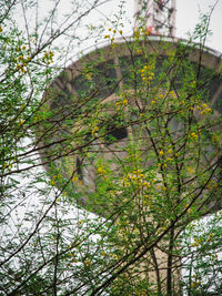 Low angle view of flower tree against sky