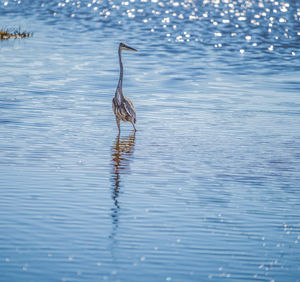 Birds in a lake