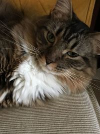 Close-up portrait of a cat