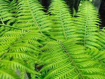 Close-up of fern leaves