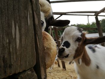 Close-up of cow