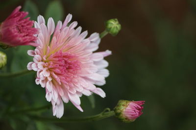 Close-up of pink flower blooming outdoors