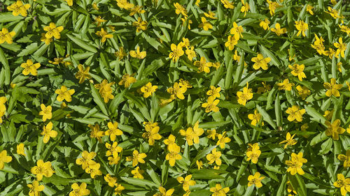 Natural background of yellow flowers on the grass top view