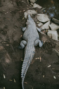 High angle view of lizard