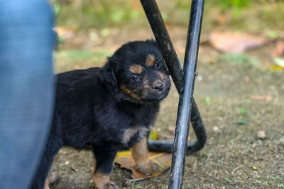 Portrait of black dog