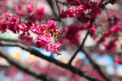 Close-up of pink cherry blossom