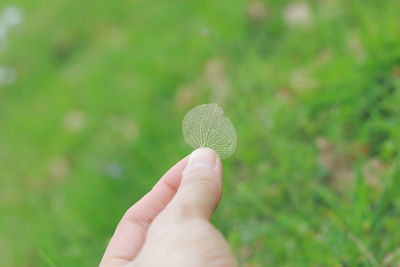 Cropped image of hand holding leaf